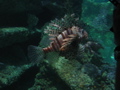 Lion Fish