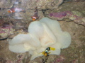 We found Nemo!