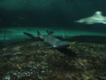 Shark of some sort...