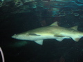 Shark